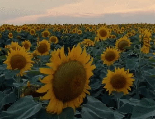 A field of sunflowers blowing gently in the wind.