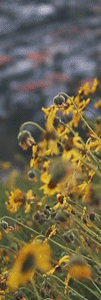 An array of small yellow flowers blowing in the breeze.